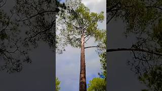 cheerh 🌲#shortfeed#myfeed  #shortvideo #shortsviral #virolvideo