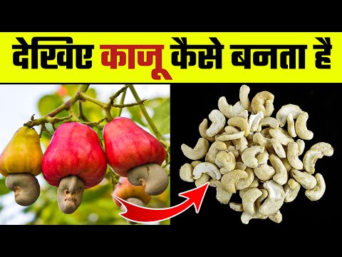 देखिए काजू कैसे बनता है | Kaju Kaise Banta hai | Kaju Manufacturing Plant | How it's Cashew Made