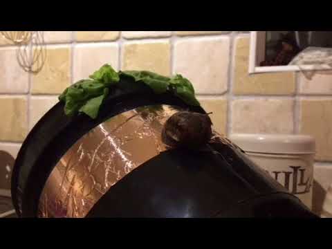 NEW Snail vs Electric Guitar Shielding Tape
