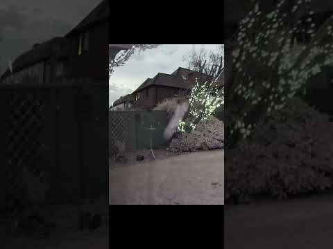 Real Fairies caught on security camera.
