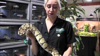 Adult Male Pastel Ball Python