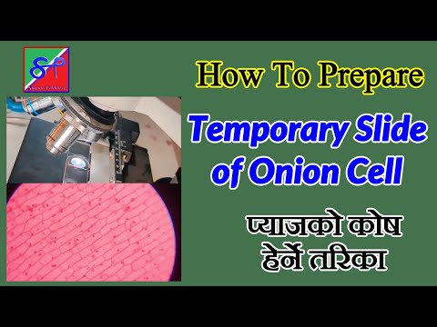 प्याजको कोष हेर्ने तरिका  || Preparation of Temporary Slide of Onion Peel || Onion Cell Preparation