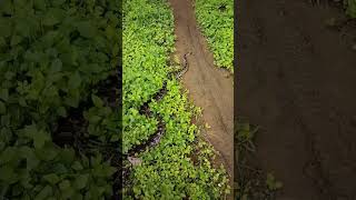 #snake #sankevideo #short #youtubeshorts #viral #viralvideo #shortvideo #python #reels