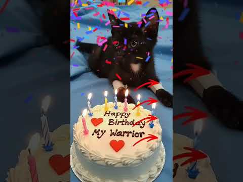 #aiandcats #happybirthday #cats #birthday #cake #aicats #cute #animalintelligence #kitten #o