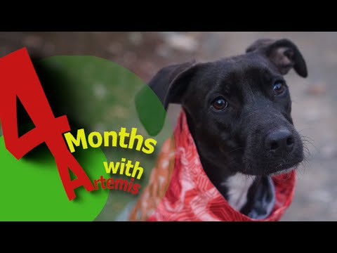 4 Months with a Potcake!!