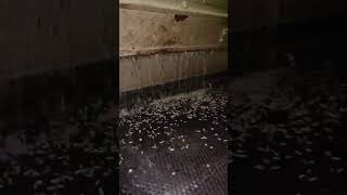 Jeera | Cumin Seeds | Machine processing #Parrotmasala