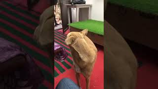 Animal love ❤️ ,online class #online studios #animals #trandingsong #tranding #viralshort #shorts