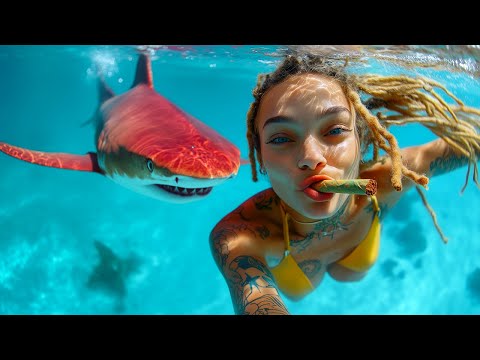 Red Shark in Paradise?🌴Best Reggae Island Music Mix 🎶