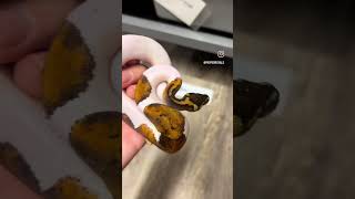 Mahogany Pied Ball Python liking amazing!  #piedballpython #ballpython #ballpythonbreeder #petsnake