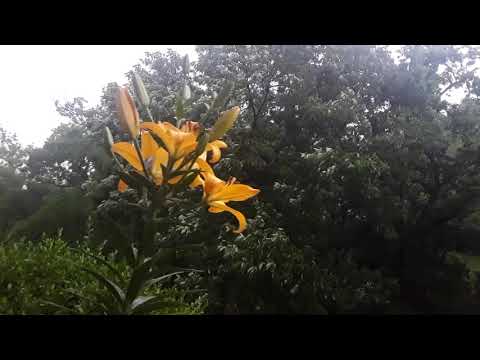 Lilies in the rain