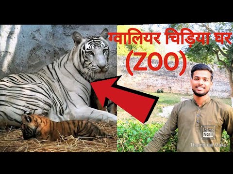 Gwalior zoo india / ग्वालियर चिड़िया घर /zoological park Gwalior