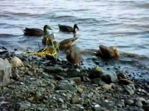 RDP190 ducks looking for food 01
