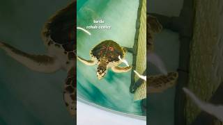 🌊I’m an Oceanographic Animator! #sealife #oceanscience #animation #animationcareer #shorts