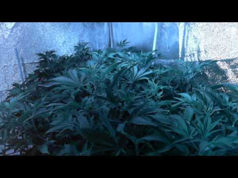 Blue Rhino Week 1 Timelapse (1080p)