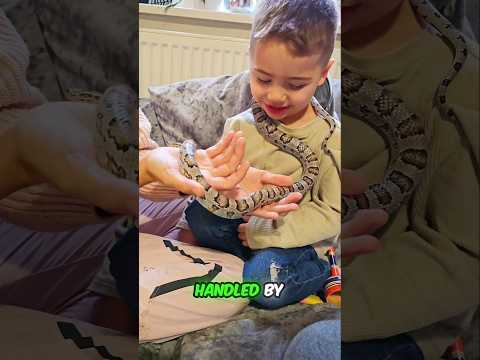 Our little snake charmer 🐍 #snakes #reptile #shorts