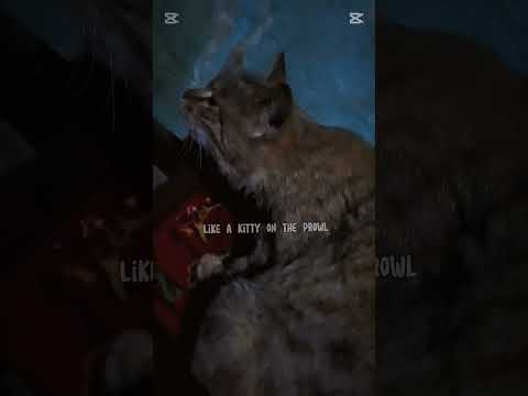 #cat #children #catsong #viral✅