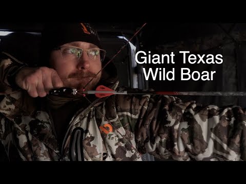 Texas Hog bowhunt