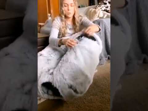 The Ultimate cozy cat bed #petcare #cat #petcareservices #pets #petcareprovider #doglife #cutedog