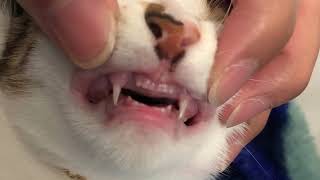 My 4 month old cat - Tooth Fall Out #catloosetooth #cat #cuteandfunnycatvidoes #shorts