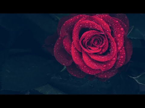 Relaxing Rain and Music ~ Piano Music, Sleep Music, Meditation Music #sleep #rain #study