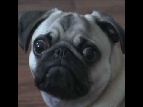 Funny video 🤣🤣#funny#legends#viral#short.
