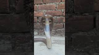 Two dangerous poisonous cobras were rescued and brought home. Please like, subscribe, comment and...