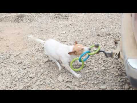 Dog rings tug-of-war vs trailer, epic battle (Yarnbi)