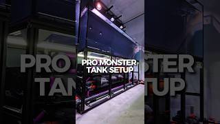 Next Level Fish Tank Setup #aquariumhobby #fishkeepinghobby #fishtank