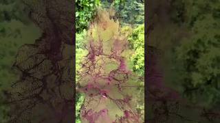 Stardust Effect in CapCut | Viral CapCut Editing Tutorial | CapCut Magic Edit 2025 #shorts #viral