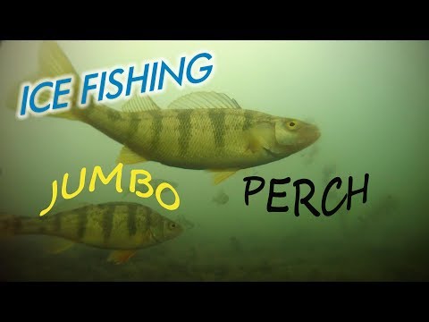 ❄Ice Fishing Lake St. Clair: The JUMBOS Below❄