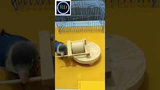 a clever bird #shorts #viral #creativedesign