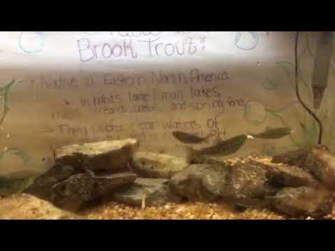 Feeding 6 month old Rainbow Trout