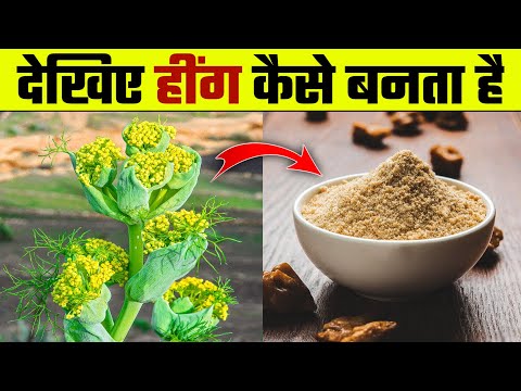 देखिए हींग कैसे बनता है |  Hing Kaise Banta Hai | Hing Making Process | Asafoetida Making & Farming