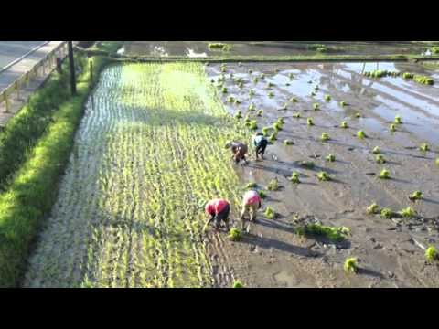 Planting Rice