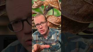Spooky Science: Assassin Bugs