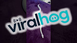 Ball Python Slithers on Microfiber Blanket || ViralHog