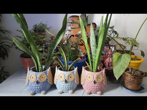 Plant and planter haul #plantshopping #plants #mycollection #indoorjungle #haul #newplanters #trendy