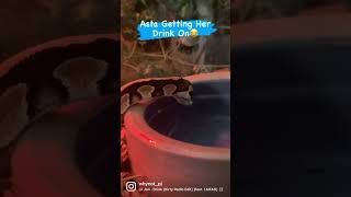 AstaPasta Getting Water Wasted #asta #ballpython #petsnake #python #pythonlover #pasta #water