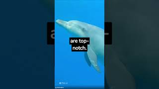 #dolphinFacts #shorts #reels  #oceanmagic #filmora #filmoramobile #viral  #dolphin