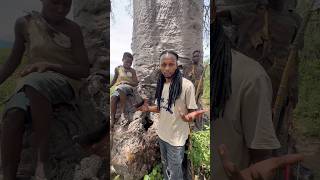 Drinking rain water from a baobab tree with Hadza