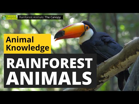 Rainforest Animals 🐅🌴 - Animals for Kids - Educational Video