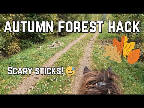 Autumn forest hack & very scary sticks mid-canter 😅
