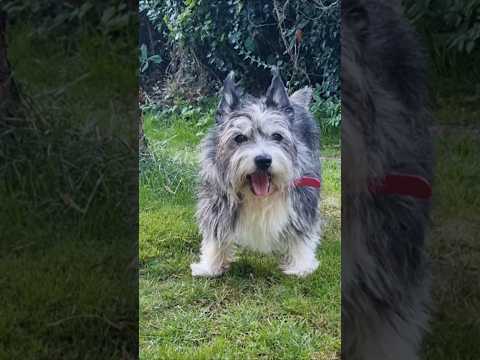 Pet Cancer: Your Questions Answered?