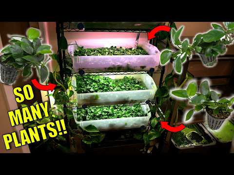 This ONE Change Caused MASSIVE Aquarium Plant Growth!