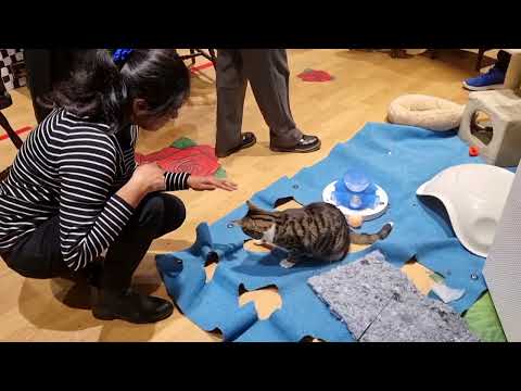 A day at Lady Dinah's Cat Emporium #London#UK#pets#cats#cafe#hotchocolate#catcafe