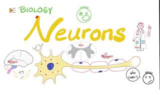 What’s a Neuron?! 🧠  - Introduction to Neuroscience
