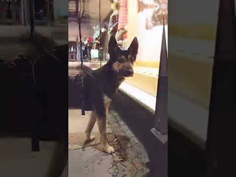 Full of confidence dog #shorts