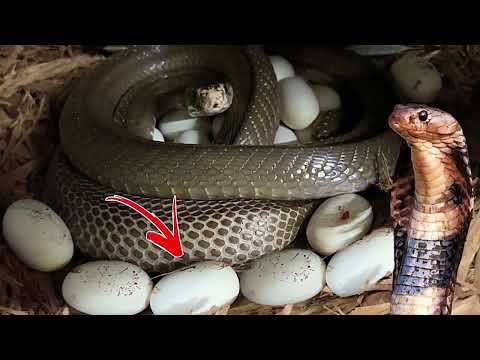 king cobra's life 😱