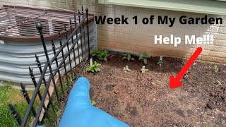 Garden Week 1 Update "Newbie"