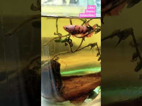 #bettafish #bettaaquarium #fish #trending #viralvideo #youtubevideo #youtubeshorts #youtube